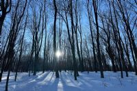 Ouverture des nouveaux sentiers rustiques au parc du Bois-Beckett